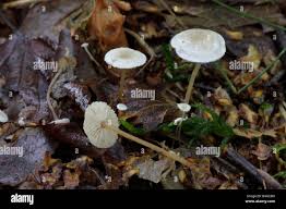 Attēlu rezultāti vaicājumam “Collybia cirrhata”