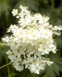 Attēlu rezultāti vaicājumam “Filipendula ulmaria  flower”