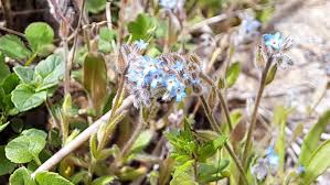 Attēlu rezultāti vaicājumam “Myosotis stricta”