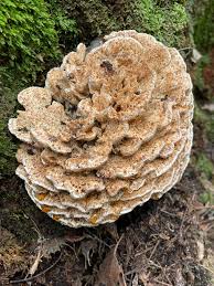 Attēlu rezultāti vaicājumam “Postia floriformis”