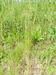 Attēlu rezultāti vaicājumam “Poa angustifolia”