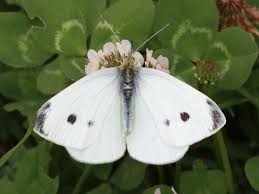 Attēlu rezultāti vaicājumam “Pieris rapae”