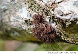 Attēlu rezultāti vaicājumam “Stemonitidaceae”