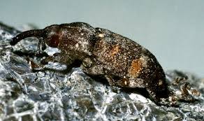 Attēlu rezultāti vaicājumam “Pissodes piniphilus”