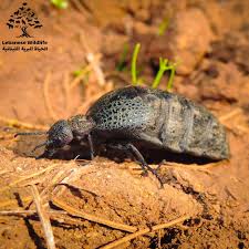 Attēlu rezultāti vaicājumam “Meloe sp.”