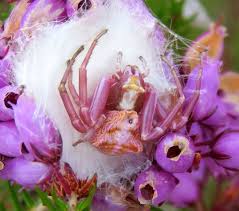Attēlu rezultāti vaicājumam “Thomisidae”
