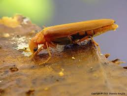 Attēlu rezultāti vaicājumam “Hylecoetus dermestoides male”