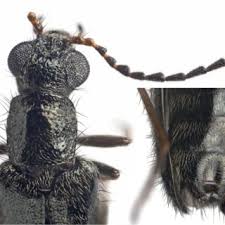 Attēlu rezultāti vaicājumam “Dasytes sp.”