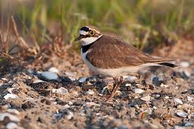 Attēlu rezultāti vaicājumam “Charadrius dubius adult”