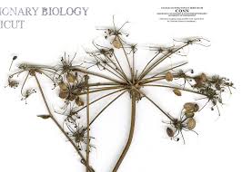 Attēlu rezultāti vaicājumam “Peucedanum palustre leaf”