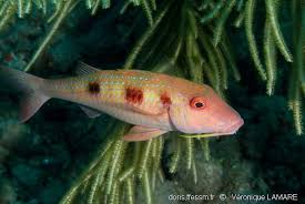 Image result for Pseudupeneus maculatus