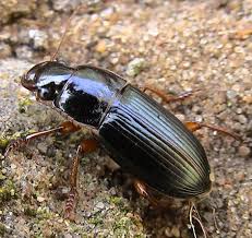 Attēlu rezultāti vaicājumam “Harpalus sp.”
