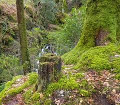 Attēlu rezultāti vaicājumam “Anastrophyllum hellerianum”