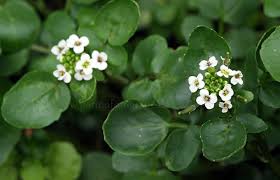 Image result for Brunnenkresse