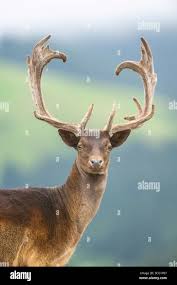 Attēlu rezultāti vaicājumam “Cervus elaphus”