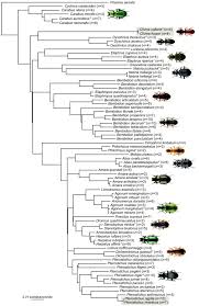 Attēlu rezultāti vaicājumam “Bembidion litorale”