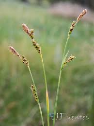 Attēlu rezultāti vaicājumam “Carex panicea”