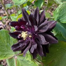 Attēlu rezultāti vaicājumam “Aquilegia vulgaris flower”