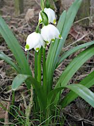 Attēlu rezultāti vaicājumam “Leucojum vernum var. vernum flower”