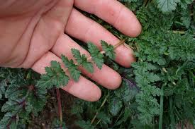 Attēlu rezultāti vaicājumam “Erodium cicutarium leaf”