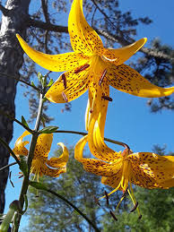 Attēlu rezultāti vaicājumam “Lilium lancifolium flower”