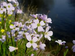 Attēlu rezultāti vaicājumam “Cardamine pratensis flower”