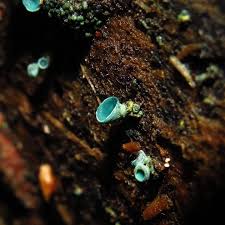 Attēlu rezultāti vaicājumam “Chlorociboria aeruginascens”