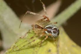 Attēlu rezultāti vaicājumam “Linyphiidae”