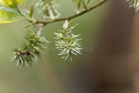 Attēlu rezultāti vaicājumam “Salix pentandra flower”