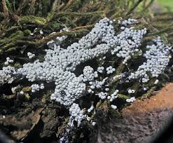 Attēlu rezultāti vaicājumam “Physarum pseudoalexandrowiczii sessile”