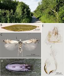 Attēlu rezultāti vaicājumam “Gracillariidae”