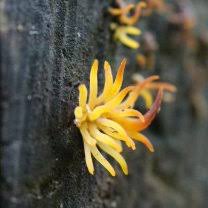 Attēlu rezultāti vaicājumam “Calocera cornea”