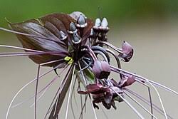 Image result for Tacca chantrieri