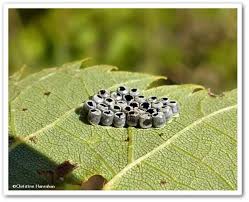 Attēlu rezultāti vaicājumam “Pentatomidae eggs”