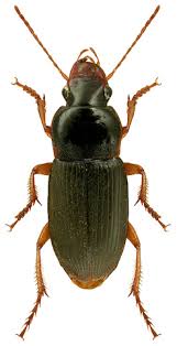 Attēlu rezultāti vaicājumam “Pseudoophonus rufipes”