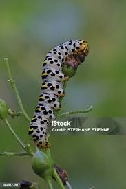 Attēlu rezultāti vaicājumam “Shargacucullia scrophulariae larva”