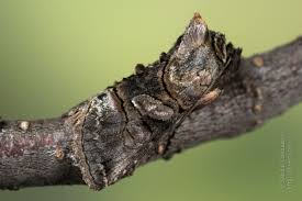 Attēlu rezultāti vaicājumam “Abrostola tripartita”