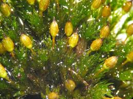 Attēlu rezultāti vaicājumam “Orthotrichum anomalum”