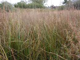 Attēlu rezultāti vaicājumam “Juncus balticus”