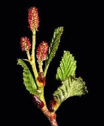 Attēlu rezultāti vaicājumam “Betula nana male flower”