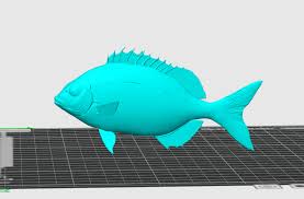 Image result for Diplodus sargus