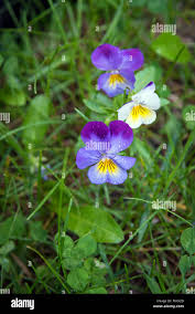 Attēlu rezultāti vaicājumam “Viola tricolor flower”