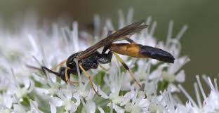 Attēlu rezultāti vaicājumam “Tenthredo campestris”