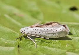 Attēlu rezultāti vaicājumam “Yponomeuta evonymella”