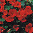 Seed Savers Exchange - Flower, Empress of India Nasturtium
