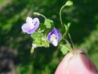 Attēlu rezultāti vaicājumam “Veronica filiformis bud”
