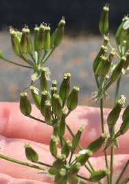 Attēlu rezultāti vaicājumam “Anthriscus sylvestris fruit”