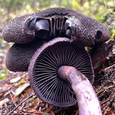 Attēlu rezultāti vaicājumam “Cortinarius violaceus”