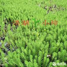 「粉綠狐尾藻」的圖片搜尋結果