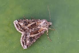 Attēlu rezultāti vaicājumam “Agrotis vestigialis”